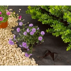 The Bright Yard Shop -The Bright Yard Shop 12886285 1734856732602113