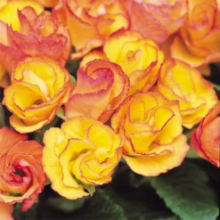 The Bright Yard Shop -The Bright Yard Shop 13721699 1254964324618949