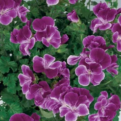 Geranium Purple 1L
