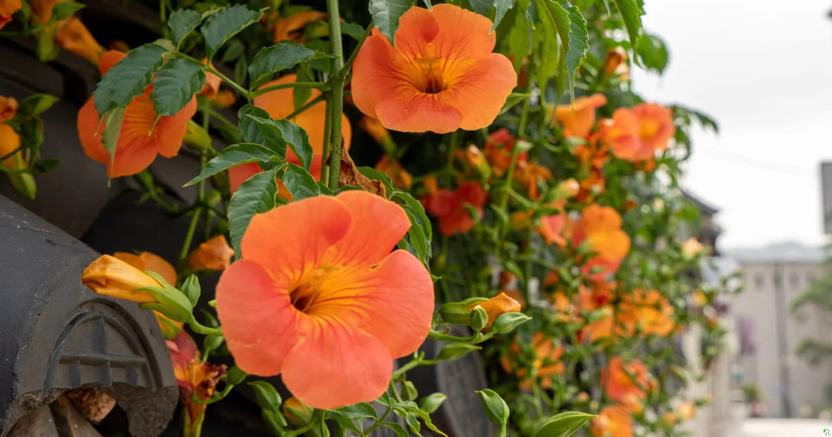 The Bright Yard Shop -The Bright Yard Shop Best Vines and Climbing Plants with Red Flowers